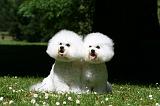 BICHON FRISE 595